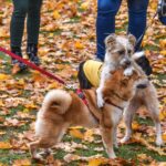 Lietuvoje reikėtų vėl įvesti privalomąjį gyvūnų ženklinimą, tačiau už tai turėtų sumokėti valstybė, sako premjeras Saulius Skvernelis.