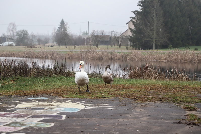Daniūnų tvenkinio gyventojos – gražuolės gulbės. I. STULGAITĖS-KRIUKIENĖS nuotr.