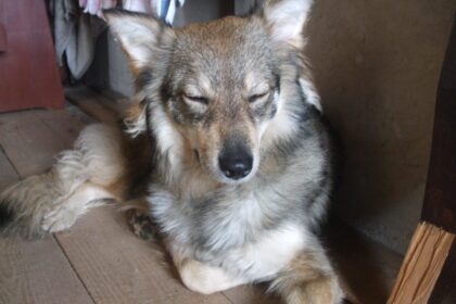 Dalijamės dienraščio „Sekundė“ skaitytojo, šunų mylėtoju prisistatančio Laimučio Vasilevičiaus pasiaiškinimu policijos pareigūnei.