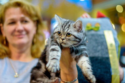 Gruodžio 7-8 d. prekybos ir pramogų centre „Babilonas“ turite galimybę apsilankyti Tarptautinėje kačių parodoje ir pamatyti net 30 skirtingų veislių kačių vienoje vietoje.
