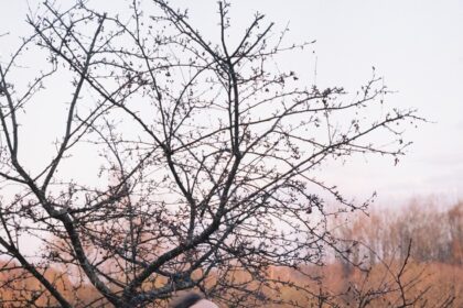 Nereikalingų knygų nebūna – tuo įsitikinęs panevėžietis Jonas Valonis. Elegantiškąjį Paryžių net ir šiame technologijų amžiuje sunku įsivaizduoti be Senos pakrantėje tingiai kėdėse įsitaisiusių knygų pirkėjų ir pardavėjų, dar vadinamų bukinistais. Perskaitytų knygų knygynėlio įkūrėjas Jonas neabejoja, kad ir Lietuvoje tokios knygos turi ateitį.