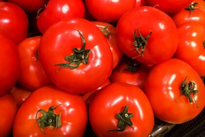 Pomidorai – viena populiariausių daržovių visame pasaulyje, panašiai kaip ir bulvė, mus pasiekė tik XVI amžiuje iš Pietų Amerikos. Didžiojoje Britanijoje ilgai laikyta nuodingu dekoratyviniu augalu, šiuo metu ji varžosi su kitomis daržovėmis savo sveikatai naudingomis savybėmis ir net vadinama supermaistu.