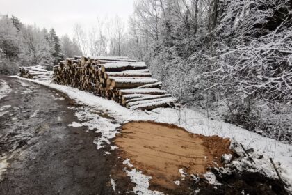 Panevėžiečiai sunerimo: kas vyksta lankytojų pamėgtame Kaizerlingo miškelyje, ties Staniūnų ir Vyčių kaimais? Šią savaitę čia ėmė augti kirstos medienos rietuvės. Miškininkai ramina, esą pagaliau nuspręsta rimtai sutvarkyti šią vietą ir po truputį ją paversti parku, o kenkėjų masiškai pažeistą medieną bus galima pigiai nusipirkti malkoms.