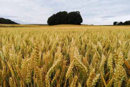 Prieš teismą stos būrys ūkininkų, kaltinamų nuo valstybės nusukus kelias dešimtis tūkstančių eurų mokesčių. Ūkininkus ir supirkėją į teisiamųjų suolą atvedė pareigūnams įtarimą sukėlusi prekyba grūdais.