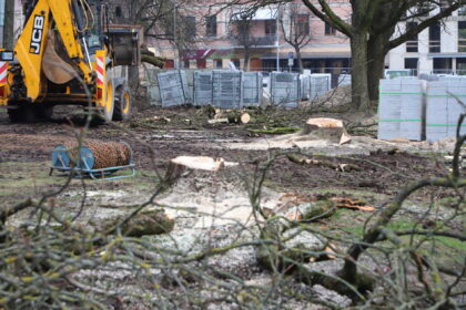 Rekonstruojamoje Panevėžio Laisvės aištėje šalinami dar keli medžiai. Kaip teigiama Savivaldybės pranešime, želdiniai performuojami po ekspertų atliktų dviejų detalių tyrimų.