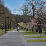 Šiluma nelepinantį pavasarį Panevėžys vis tiek puošiasi žiedais.