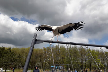 Į atnaujintą Kultūros ir poilsio parką pramogauti besirenkantys panevėžiečiai nustebo čia išvydę vaikštinėjantį gandrą.