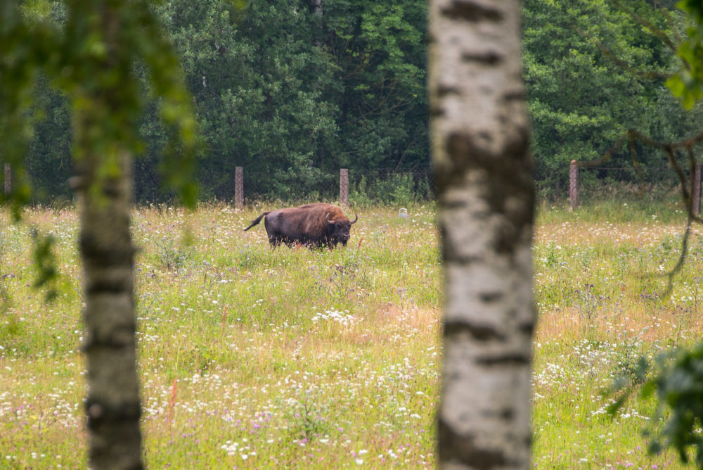 Po eglyną Panevėžio rajone, Krekenavos girininkijoje, besižvalgiusiems miškininkams įtarimų sukėlė negeras kvapas. Jis ir parodė kelią iki negyvos stumbrės. Kas pakirto girių galiūnę – natūrali mirtis ar brakonierių kulka, tyrimą pradėjo aplinkosaugininkai kartu su policijos pareigūnais. Miškininkai pripažįsta, jog ir vienas, ir kitas atsakymas jiems kelia nerimą.