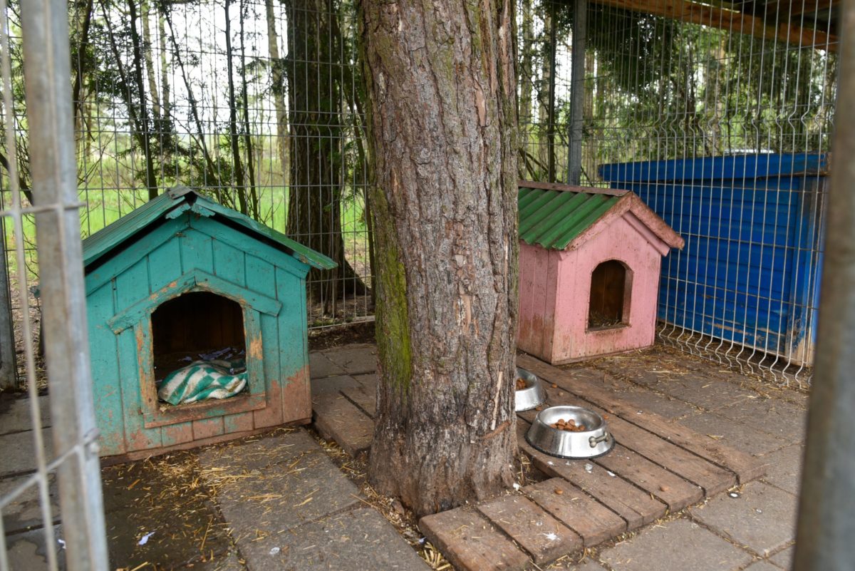 Iš Kaimiškio kaime įsikūrusios Panevėžio gyvūnų prieglaudos keturkojai iškeliauja į labai įvairias šalies vietas, net į Žemaitiją ar didmiesčius. P. Židonio nuotr.