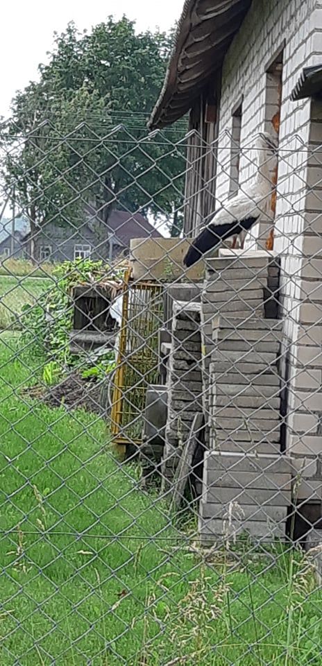 Genėtinių kaimo žmonės jau susirūpino dėl savo langų, mat į juos barbenti įnikęs gandras jau vieną iškūlė. G. Kodzinskaitės asmeninio archyvo nuotr.