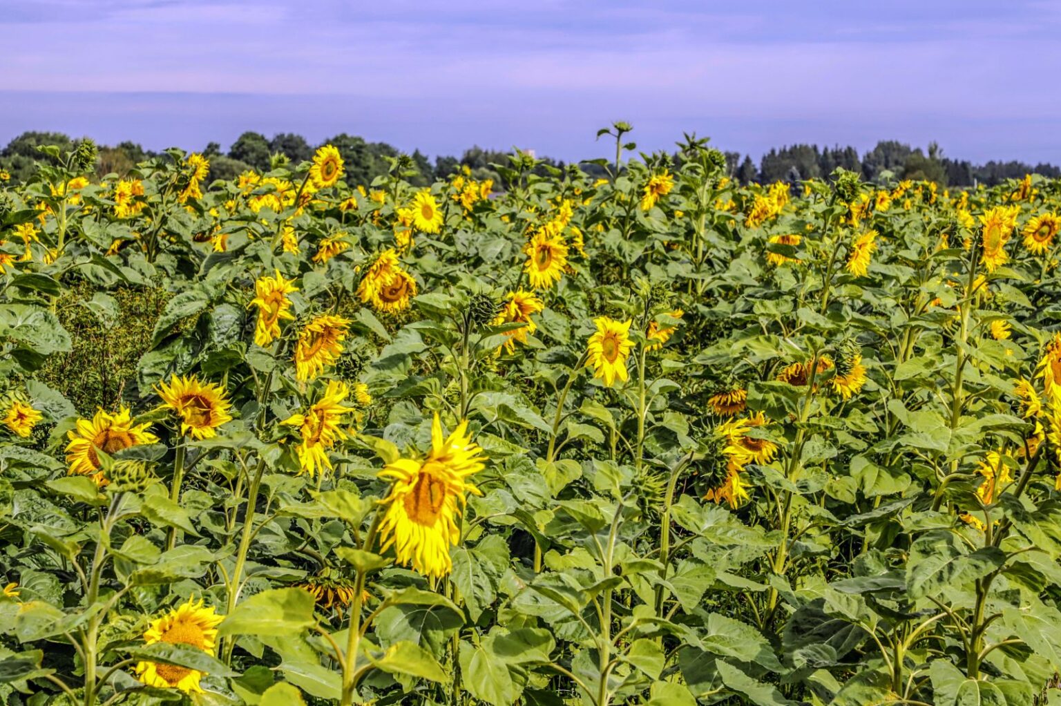 Pravažiavus Velžį ir Keravos kaimą, akį iš tolo patraukia Lietuvoje nedažnas peizažas – geltonuojantis saulėgrąžų laukas.