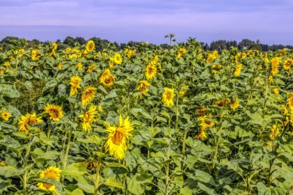 Pravažiavus Velžį ir Keravos kaimą, akį iš tolo patraukia Lietuvoje nedažnas peizažas – geltonuojantis saulėgrąžų laukas.