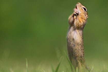 Praėjusią savaitę paskelbti kasmet vykstančio fotografijų konkurso „Comedy Wildlife Photography Awards“ finalininkai. Jų kadruose juokingiausi laukinės gamtos vaizdai tikrai privers nusišypsoti.