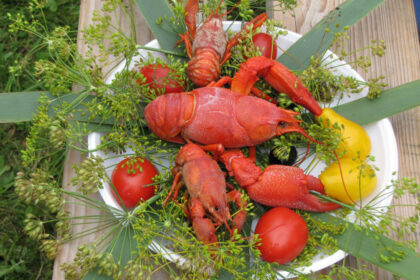 Vėžius, davusius vardą ir pačiam Panevėžiui, daug kas vertina iš kulinarinių pozicijų. Juolab kad jų, kaip maisto produkto, vertė irgi didelė: vėžių mėsoje daug lengvai pasisavinamų baltymų, apstu vitaminų. O tinkamai tokį delikatesą paruošus – gardumas neišpasakytas.