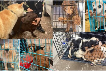 Valstybinės maisto ir veterinarijos tarnybos (VMVT) vadovas Darius Remeika sako siūlysiantis didinti baudas už gyvūnų nepriežiūrą, tarnyba ir policija taip pat žada dažnesnius galimai nelegalių gyvūnų veisėjų patikrinimus.