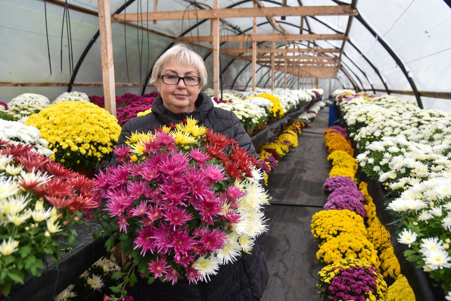 Neįprastai šiltas ruduo ir Lietuvoje prasidedantis karantinas kiša koją netgi prekybai Vėlinių gėlėmis. Likus mažiau nei savaitei iki mirusiesiems prisiminti skirtų dienų, pasak chrizantemų augintojų, prekyba vyksta vangokai.