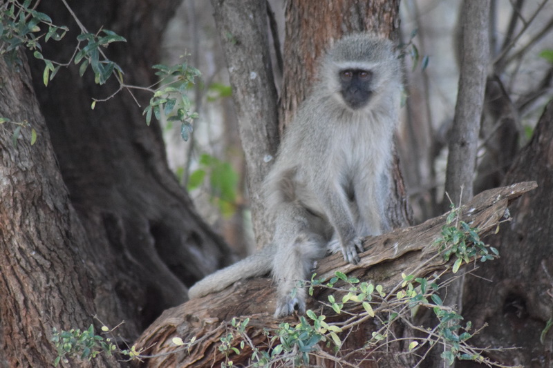 Pilanesbergo nacionalinis parkas. ASMENINIO ARCHYVO nuotr.