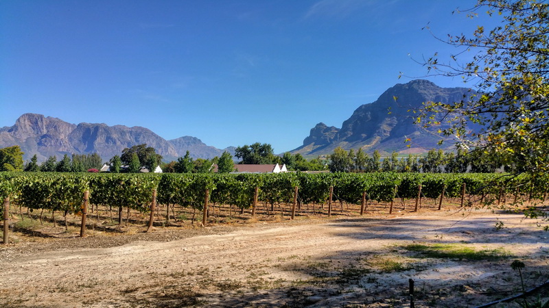 Garsieji PAR vynuogynai. ASMENINIO ARCHYVO nuotr.