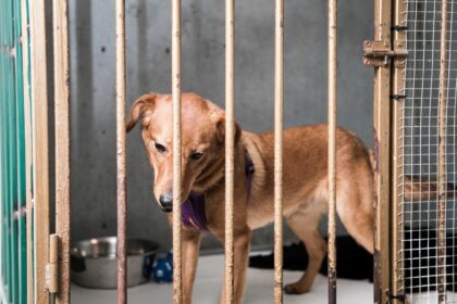 Panevėžio apskrities valstybinės mokesčių inspekcijos duomenimis, šiais metais Panevėžio apskrityje paramą skyrė per 32 tūkst. gyventojų. Jų paskirta suma siekia1,04 mln. eurų, iš kurių politinėms partijoms skirti 46 tūkst. eurų, o profsąjungos ir jų susivienijimai sulaukė 29 tūkst. eurų.