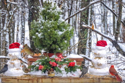 Jėzaus Kristaus gimimas – visuotinė ir ne vien tik krikščionių šventė. Tradicijų ir papročių įvairovė – didžiulė ir neaprėpiama. Kaip ir įdomybių apie šią šventę gausa.