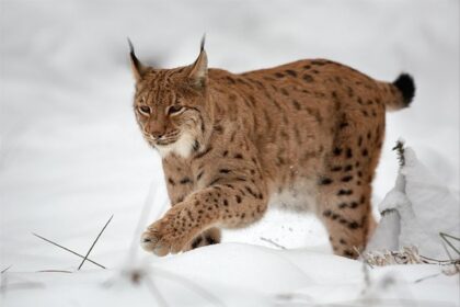 Neteisėtai ir netinkamai Joniškyje laikytos septynios lūšys laikinai globai perduotos Belgijos gyvūnų centrui, šeštadienį pranešė Aplinkos apsaugos departamentas.