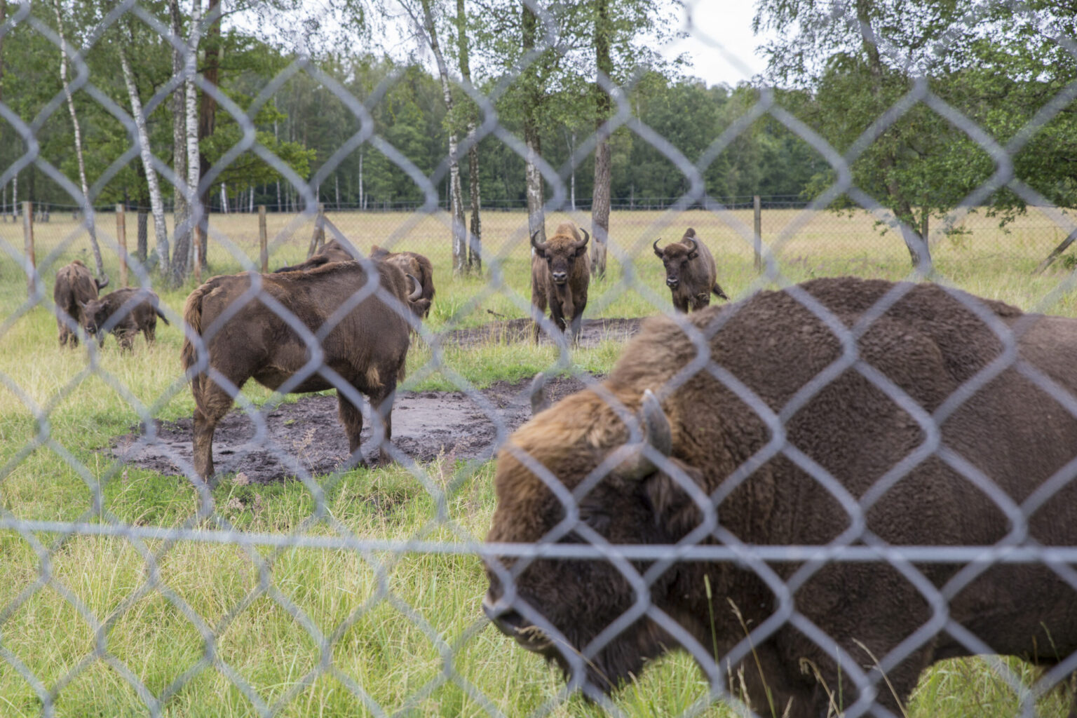 Panevėžio ir Kėdainių rajonų miškuose jau šią žiemą turėjo vykti didžiosios stumbrų gaudynės ir sugauti galiūnai perkrausyti į aptvarą Varėnos miškuose.