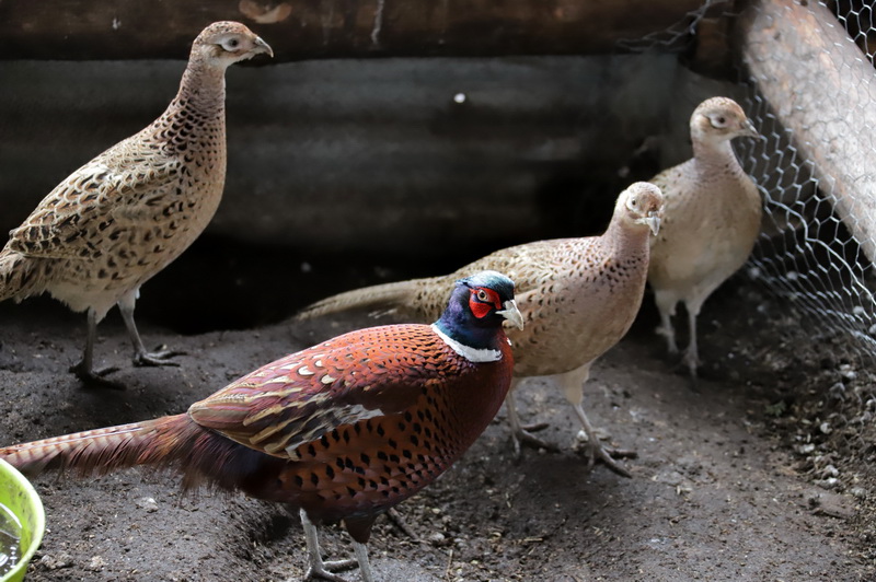 I. STULGAITĖS-KRIUKIENĖS nuotr. 