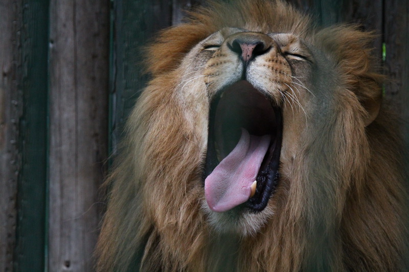 Liūtas. LIETUVOS ZOOLOGIJOS SODO nuotr.