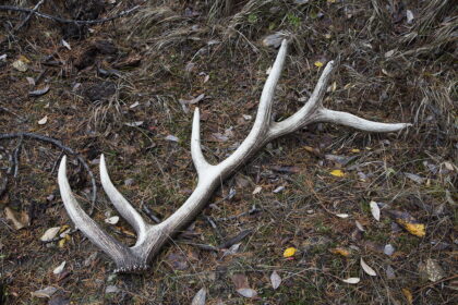 Nors šiuo metų laiku miškuose grybų nelabai pamatysi, bet akylai besižvalgančiųjų pažeme galima nemažai sutikti.