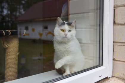 Panevėžio gyvūnų globos draugijos atstovai stveriasi už galvų: jau dabar jų globoje keturios dešimtys beglobių šunų, o kačių skaičių net bijo įvardyti, nes viršijamos veterinarijos normos. P. ŽIDONIO nuotr.