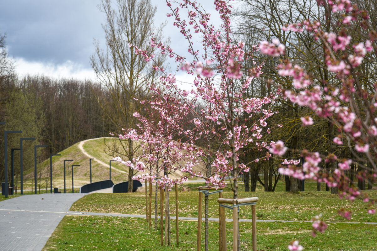 Nors Panevėžio viešųjų erdvių atnaujinimą lydi skandalai dėl išpjaunamų medžių, Savivaldybė skelbia, jog želdinių daugėja: kasmet pasodinama šimtai medžių ir tūkstančiai krūmų. P. Židonio nuotr.