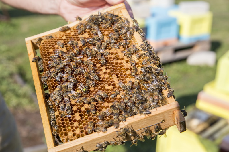 Bitininkai prognozuoja pirmojo medaus sulaukti jau gegužės pabaigoje. „SEKUNDĖS“ nuotr.
