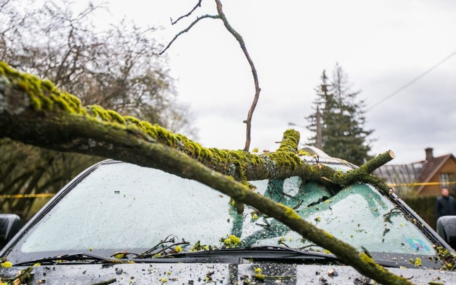 Nuo sekmadienio vakaro, didžiojoje Lietuvos dalyje stipriai lyjant ar sningant, ugniagesiai 49 kartus vyko šalinti nuvirtusių medžių.