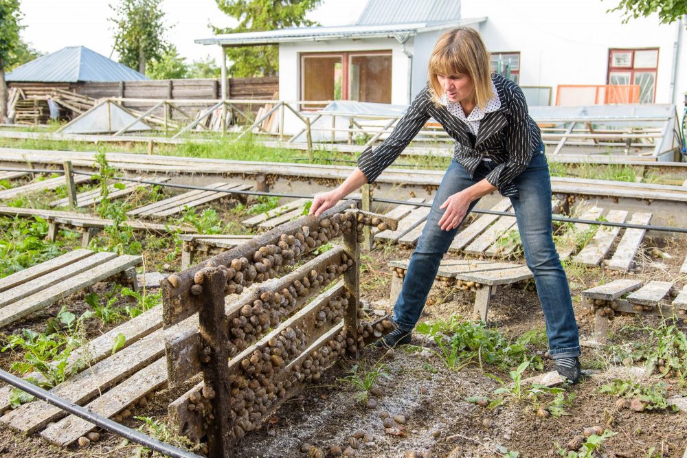 J. Krikštaponienės teigimu, šis pavasaris labai nepalankus jos afrikinėms sraigėms. Jaunikliai dar net nepabudinti – miega šaldytuvuose, kur palaikoma 3–6 laipsnių temperatūra. "Sekundės" nuotr.