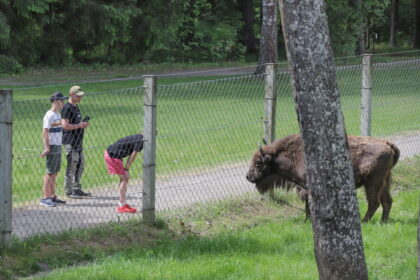 Panevėžio rajone esančiame vieninteliame šalies stumbryne grožėtis girių galiūnais bilieto nereikia, tačiau būtų visai gražu atvykti su morkomis, burokais ar kitais skanėstais gyventojams.