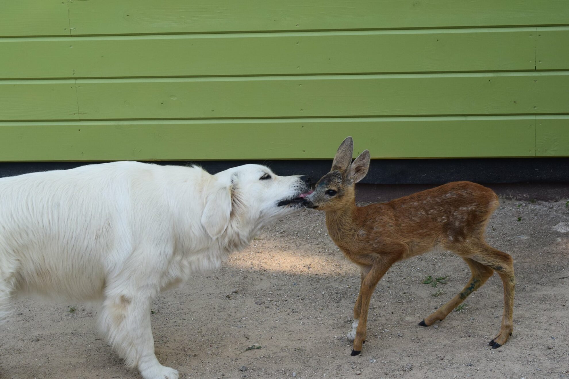 Žolės šienavimas laukiniams gyvūnams gali būti pražūtingas. Visgi kartais tokios istorijos baigiasi laimingai.