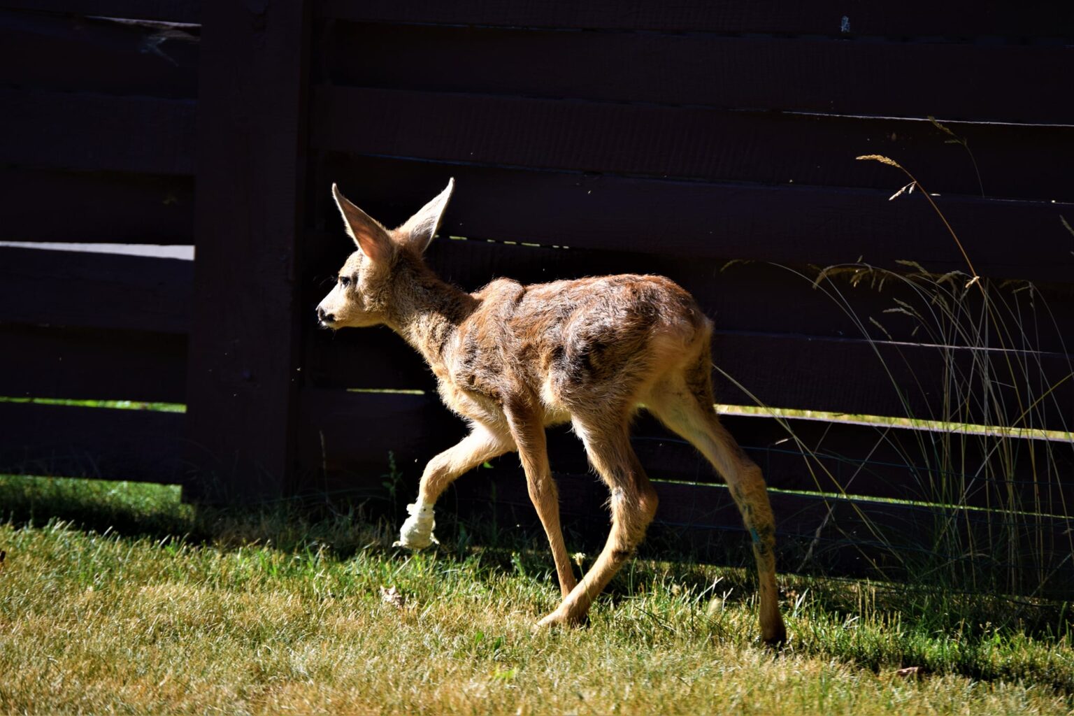 Žolės šienavimas laukiniams gyvūnams gali būti pražūtingas. Visgi kartais tokios istorijos baigiasi laimingai.