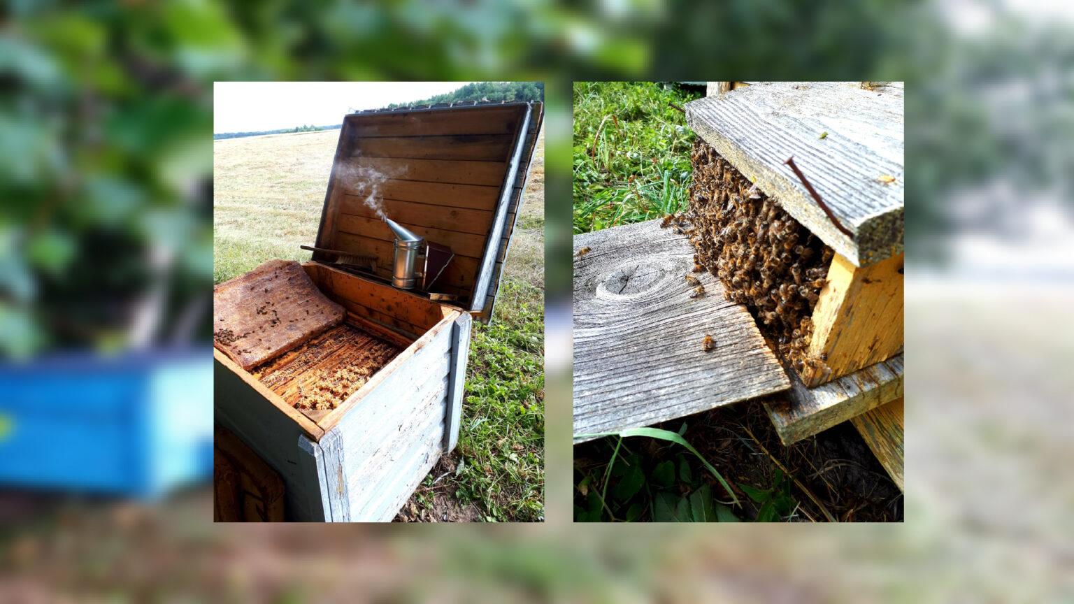 Panevėžio bitininkų draugijoje iš 199 narių moterys tesudaro vos penktadalį.