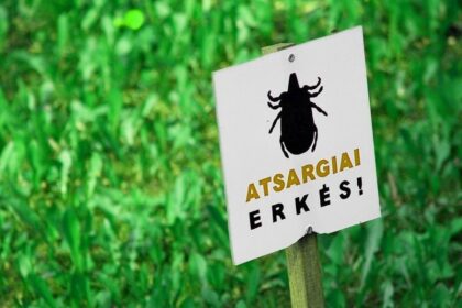 Nuo maratonų bėgiko – iki vos paeinančio neįgalaus žmogaus. Tokio pernai nueito kelio pasekmes iki šiol jaučia 41-erių Mindaugas Krivickas. Jam net nereikėjo eiti į mišką – iš kaimyninio nenupjauto sklypo atropojusi erkė Mindaugui įsisiurbė jo kieme Piniavoje.