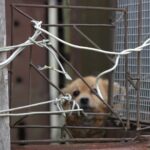 Neprižiūrimi ir skriaudžiami gyvūnai visuomet sukelia audringas visuomenės reakcijas. Gelbėti vargšus organizuojamos įvairios akcijos.