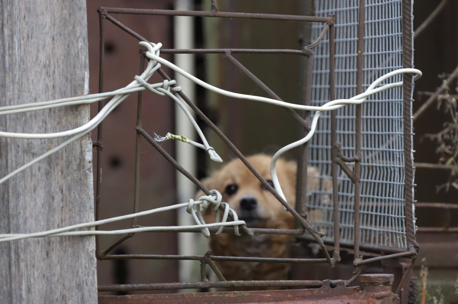 Neprižiūrimi ir skriaudžiami gyvūnai visuomet sukelia audringas visuomenės reakcijas. Gelbėti vargšus organizuojamos įvairios akcijos.