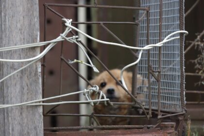 Neprižiūrimi ir skriaudžiami gyvūnai visuomet sukelia audringas visuomenės reakcijas. Gelbėti vargšus organizuojamos įvairios akcijos.