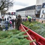 Laisvės aikštėje ketvirtadienį trumpam pakvipo mišku.