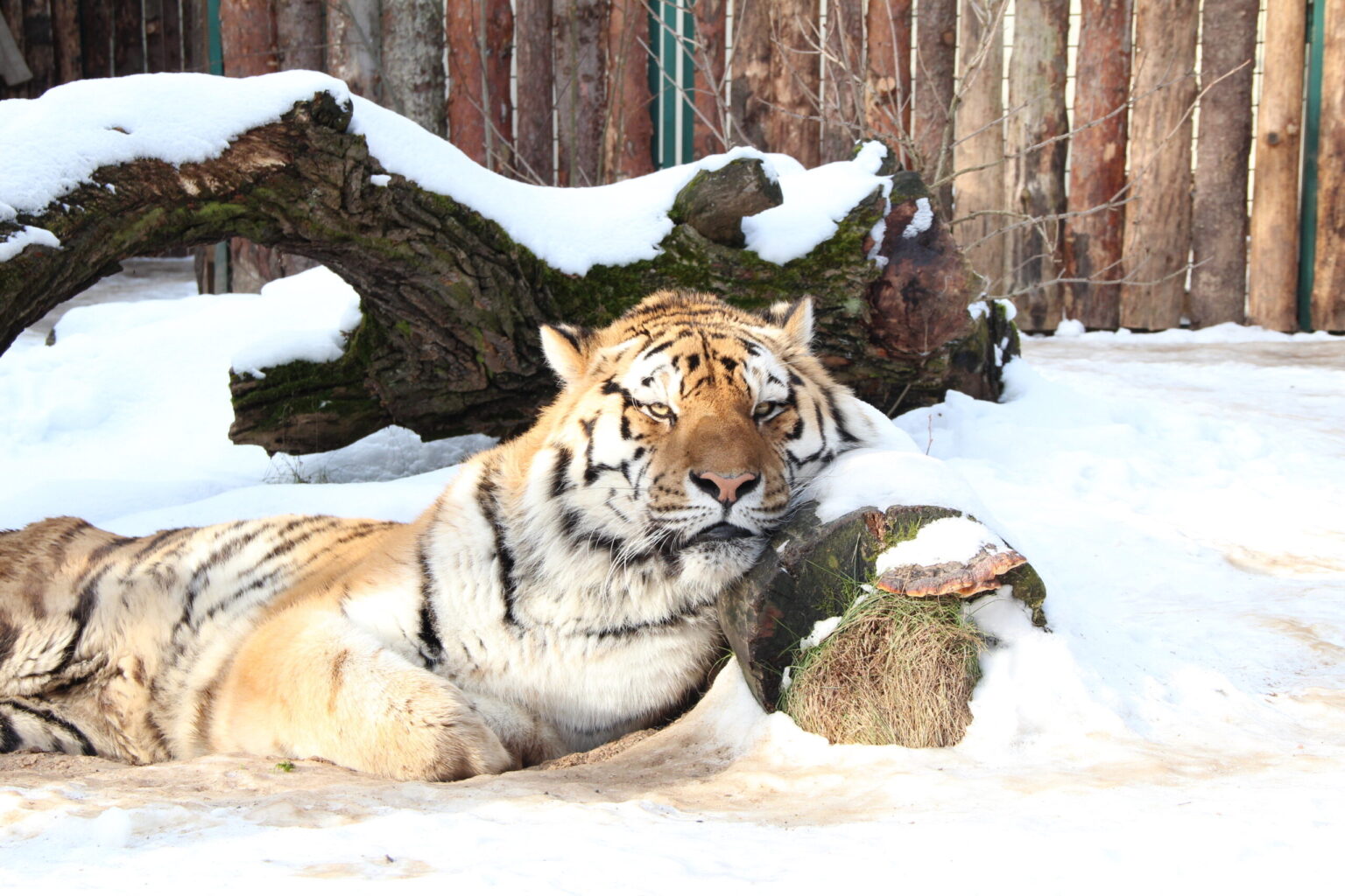 Ant slenksčio lūkuriuojančius 2022-uosius pagal kinų horoskopą globos Juodasis Vandens Tigras. Šiuo metu rekonstruojamame Kauno zoologijos sode šie kailiniuoti plėšrūnai vis dar savo aptvaruose. Vienai jų – panelei Nordai – leista išburti, kokie metai ateina.