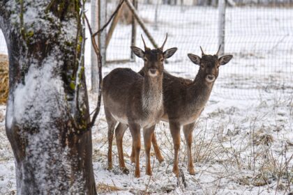 Ne tik atgaivintu kultūros paveldu, bet ir augintiniais garsėjantis Panevėžio rajono perlu vadinamas Bistrampolio dvaras patyrė nemenką smūgį. Į grakščiųjų danielių aptvarą atvykusi darbuotoja išvydo siaubo filmo vertą vaizdą. Į aptvarą prasiveržęs šuo išpjovė kone visą bandą ir dargi puolė pačią moterį.
