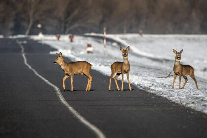 Sausio paskutinį savaitgalį, 28–30 dienomis, policijos pareigūnai užregistravo, pirminiais duomenimis, 201 eismo įvykį: penktadienį – 72, šeštadienį – 66, sekmadienį – 63.