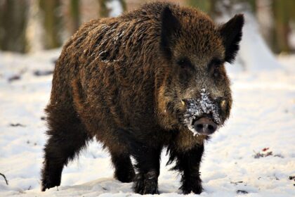 Aplinkos apsaugos departamento (AAD) Utenos gyvosios gamtos apsaugos inspekcijos pareigūnai Anykščių rajone nustatė du asmenis, teisėtai sumedžioto suaugusio šerno patino neįrašiusius į medžioklės lapą.