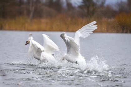 Valstybinė maisto ir veterinarijos tarnyba (VMVT) informuoja, kad Nacionaliniame maisto ir veterinarijos rizikos vertinimo institute gulbei nebylei patvirtintas labai patogeniškas paukščių gripo H5N1 potipio virusas.