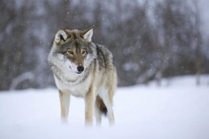 Lietuvoje sumedžiojus leistą 190 vilkų limitą, užvakar paskelbta šių žvėrių medžioklės pabaiga. Panevėžio medžiotojai per sezoną, trukusį nuo spalio vidurio, nušovė tris vilkus.