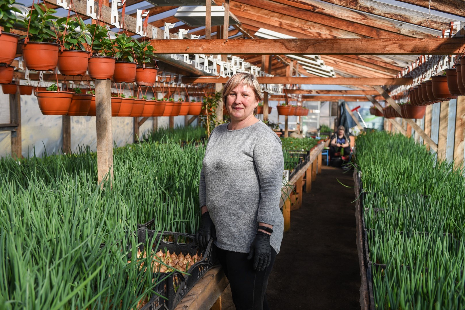 Trakiškietės Gerutės Tulušienės ūkyje jau prasidėjęs darbymetis. Per dieną parduoti ji nuskina 10–30 kilogramų visiškai be trąšų užaugintų svogūnų laiškų. G. KARTANO nuotr.
